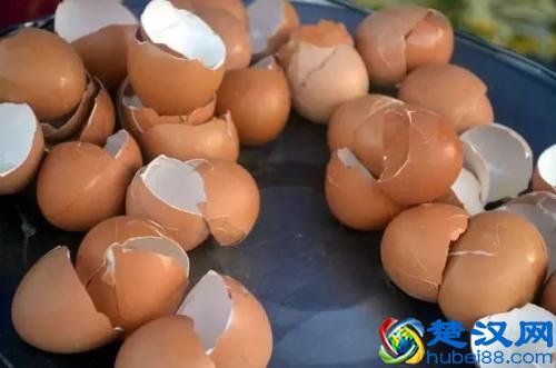 鸡蛋壳做花肥、驱虫等等，原来鸡蛋壳还有这么多用处