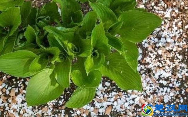 鸡蛋壳做花肥、驱虫等等，原来鸡蛋壳还有这么多用处