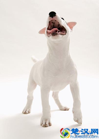 为什么夜深人静的时候，狗狗会叫？