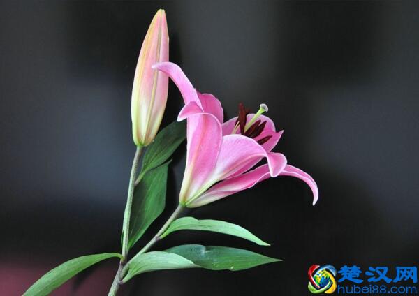 寓意百年好合 百合花的四个唯美传说