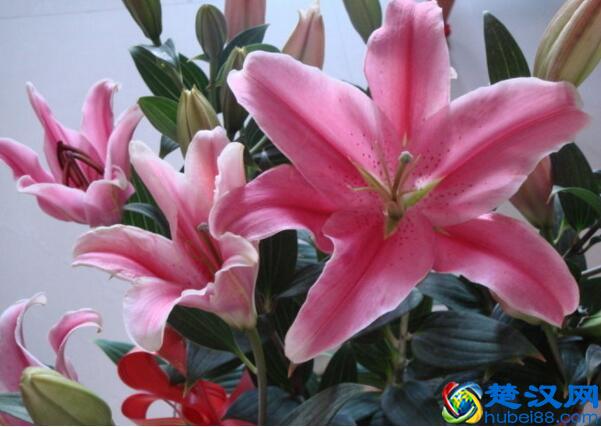 寓意百年好合 百合花的四个唯美传说