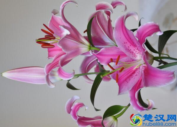 寓意百年好合 百合花的四个唯美传说