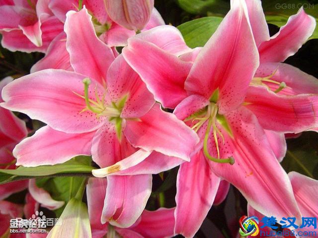 寓意百年好合 百合花的四个唯美传说