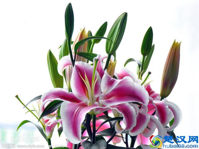 寓意百年好合 百合花的四个唯美传说