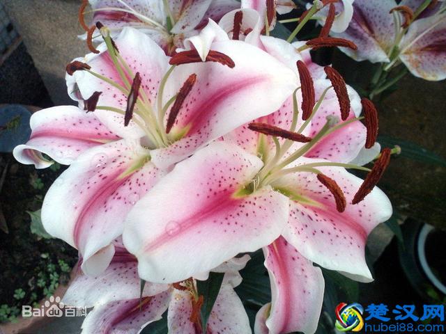 寓意百年好合 百合花的四个唯美传说