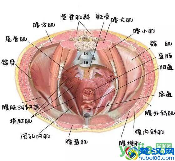 你知道瑜伽练习中常说的“核心”到底是什么吗？