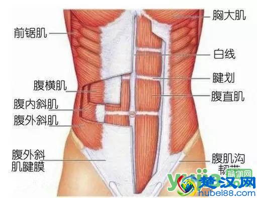 你知道瑜伽练习中常说的“核心”到底是什么吗？
