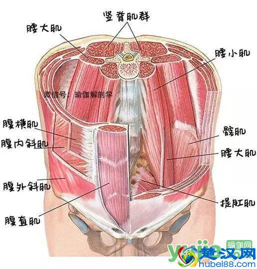 你知道瑜伽练习中常说的“核心”到底是什么吗？