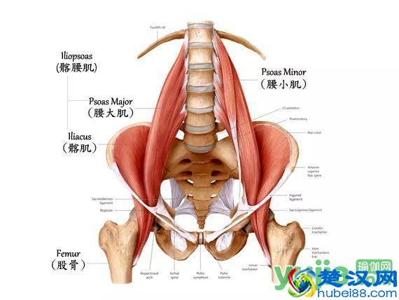 你知道瑜伽练习中常说的“核心”到底是什么吗？
