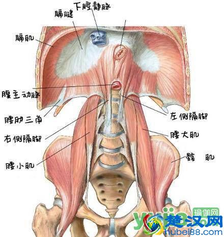 你知道瑜伽练习中常说的“核心”到底是什么吗？