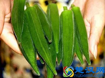 什么人千万不能吃秋葵？