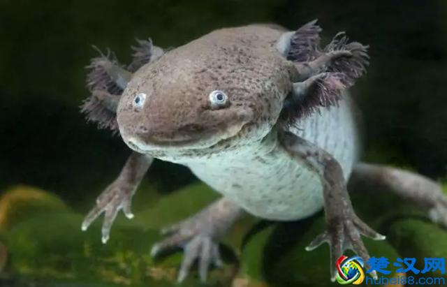 罕见的五种稀有动物！以后它们只能出现在书本上了