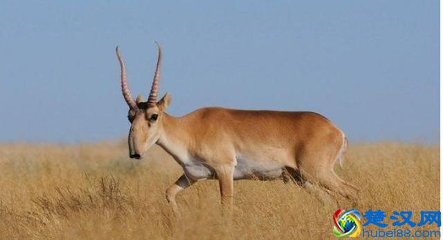 罕见的五种稀有动物！以后它们只能出现在书本上了