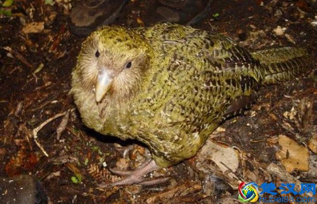 罕见的五种稀有动物！以后它们只能出现在书本上了