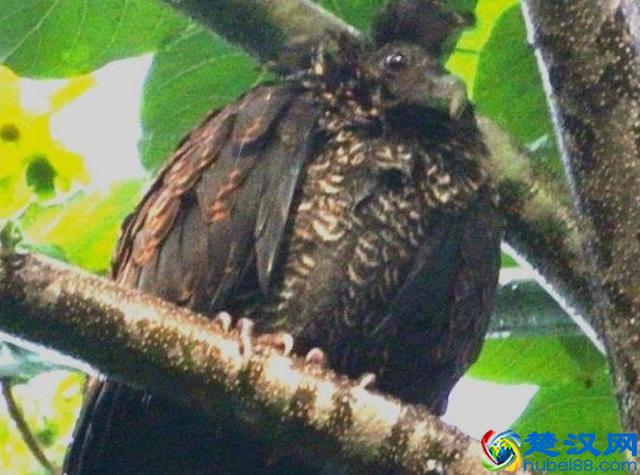 罕见的五种稀有动物！以后它们只能出现在书本上了