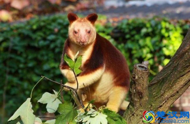 罕见的五种稀有动物！以后它们只能出现在书本上了