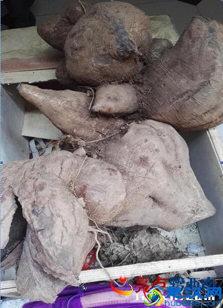 一坨朱砂莲重66斤，你见过吗？中医：能防癌治癌