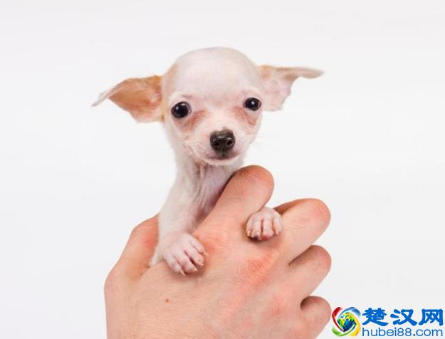 世界上最小的狗狗原来是它们,你知道有哪些么?