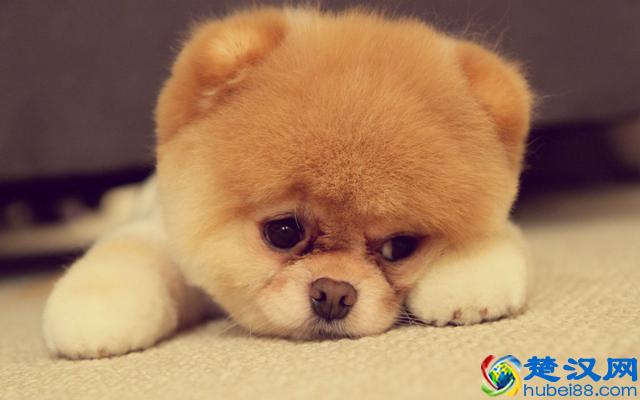 世界上最小的狗狗原来是它们,你知道有哪些么?