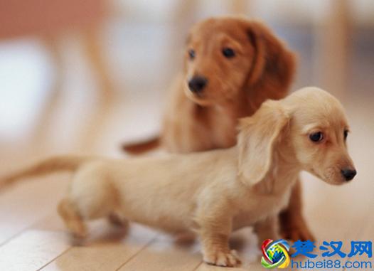 世界上最小的狗狗原来是它们,你知道有哪些么?