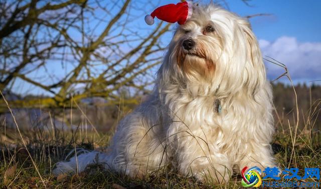 世界上最小的狗狗原来是它们,你知道有哪些么?