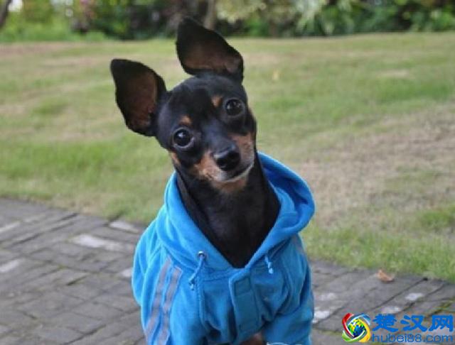 世界上最小的狗狗原来是它们,你知道有哪些么?