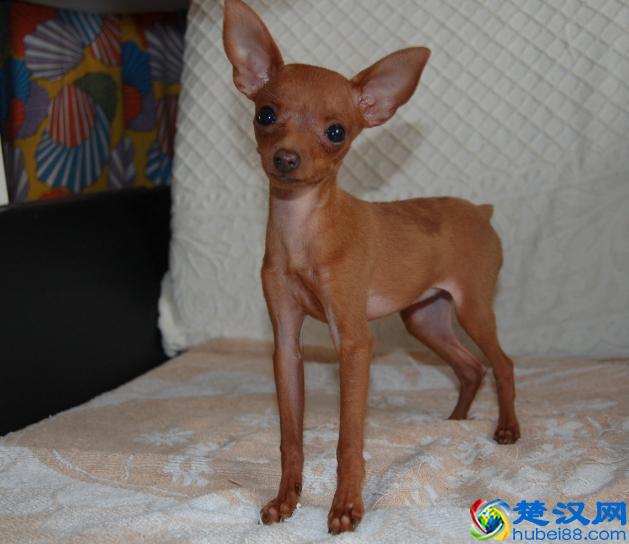 世界上最小的狗狗原来是它们,你知道有哪些么?