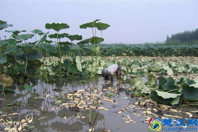 莲藕栽培技术，3分钟读懂请你收藏
