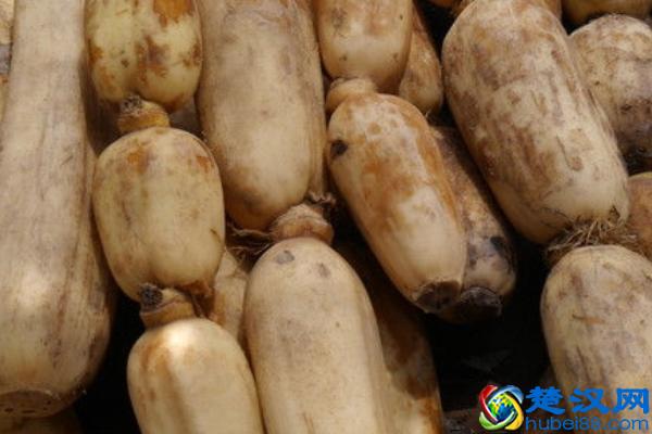 莲藕栽培技术，3分钟读懂请你收藏