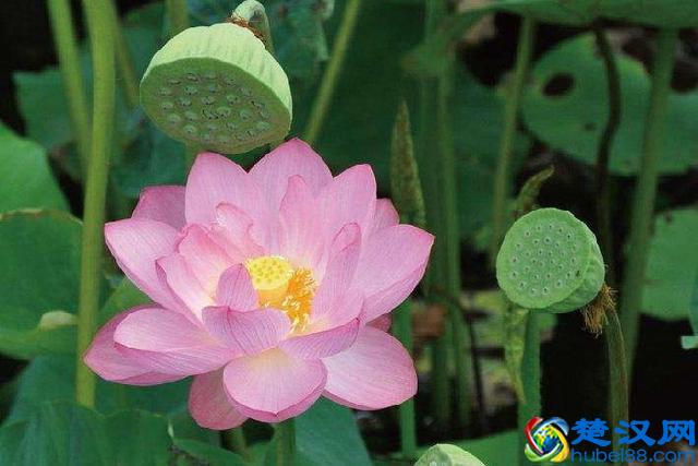 莲藕栽培技术，3分钟读懂请你收藏