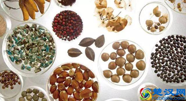 如何辨别转基因和非转基因？一招教会你！