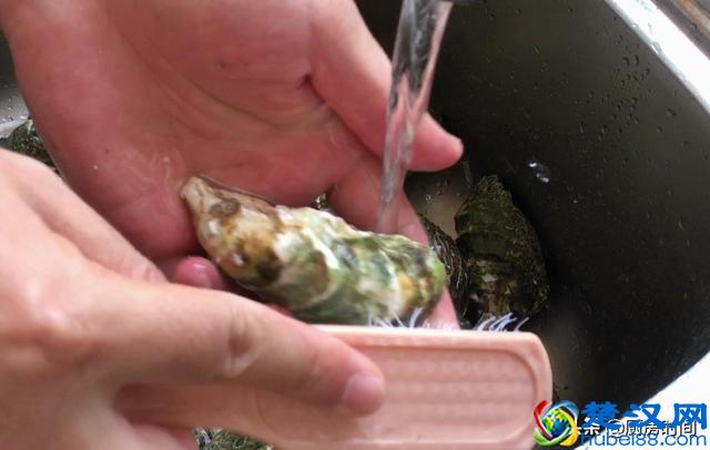 生蚝买回来该怎么吃？小哥手把手来教你“开生蚝”和“吃生蚝”