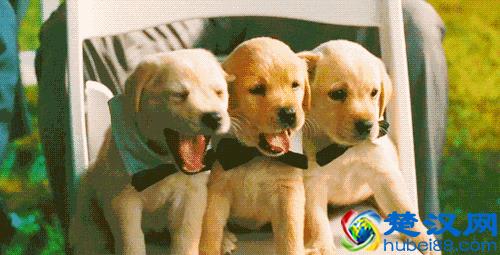 「脑洞科普」为什么打哈欠会传染？科学家找到了答案