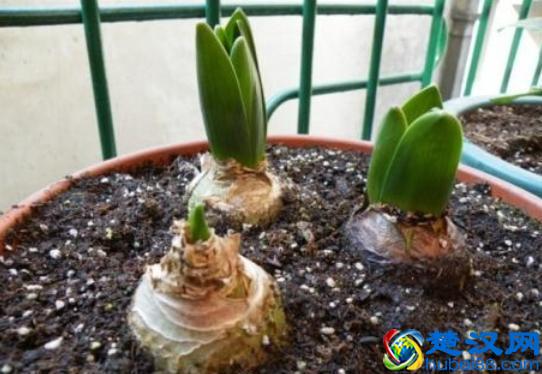 栽培风信子，1个简单的“方法”，今年开了明年开，年年开爆盆