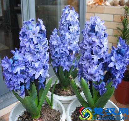 栽培风信子，1个简单的“方法”，今年开了明年开，年年开爆盆