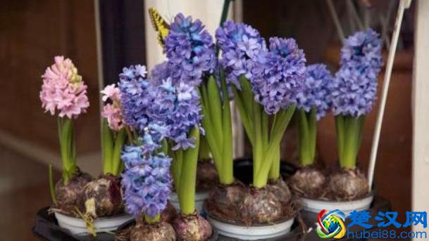 栽培风信子，1个简单的“方法”，今年开了明年开，年年开爆盆