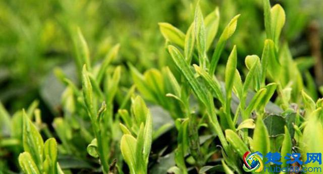 种植茶叶树，需要满足一些种植条件，主要包括三个方面