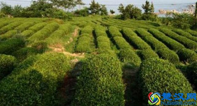 种植茶叶树，需要满足一些种植条件，主要包括三个方面