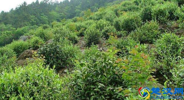 种植茶叶树，需要满足一些种植条件，主要包括三个方面