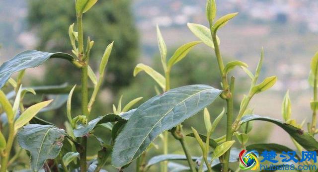 种植茶叶树，需要满足一些种植条件，主要包括三个方面