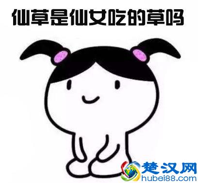 好吃不腻的烧仙草到底是什么草