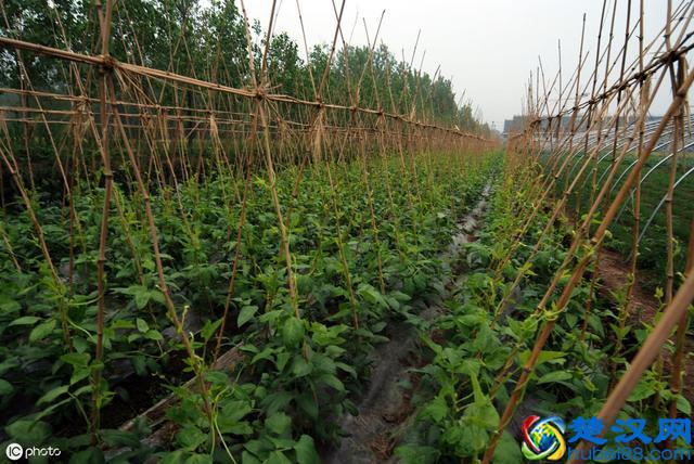 农村干什么能致富？经验告诉你这3个项目越往后越赚钱！