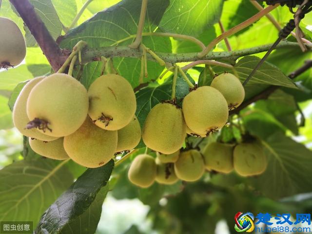 在农村种植水果，一定要注意这几个方面，要搞就要搞出特色