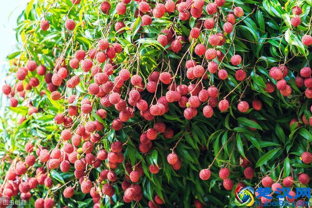 在农村种植水果，一定要注意这几个方面，要搞就要搞出特色