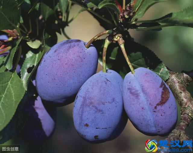 在农村种植水果，一定要注意这几个方面，要搞就要搞出特色