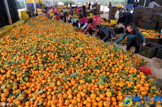在农村种植水果，一定要注意这几个方面，要搞就要搞出特色