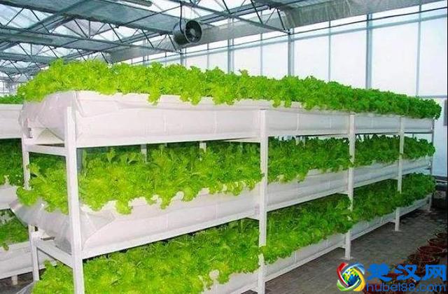 令人震撼的现代农业