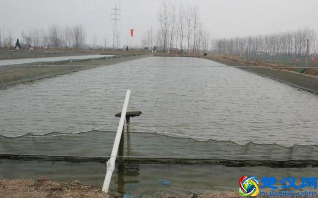 在农村养鸡鸭已经过时,养这些动物才最赚钱,赶快行动起来吧