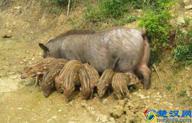 在农村养鸡鸭已经过时,养这些动物才最赚钱,赶快行动起来吧