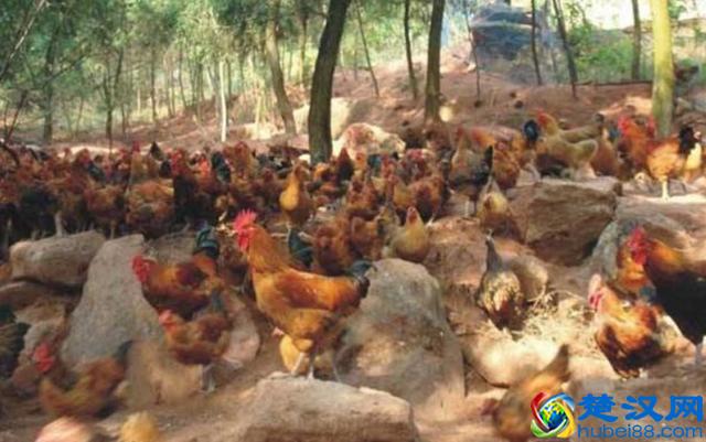 在农村养鸡鸭已经过时,养这些动物才最赚钱,赶快行动起来吧